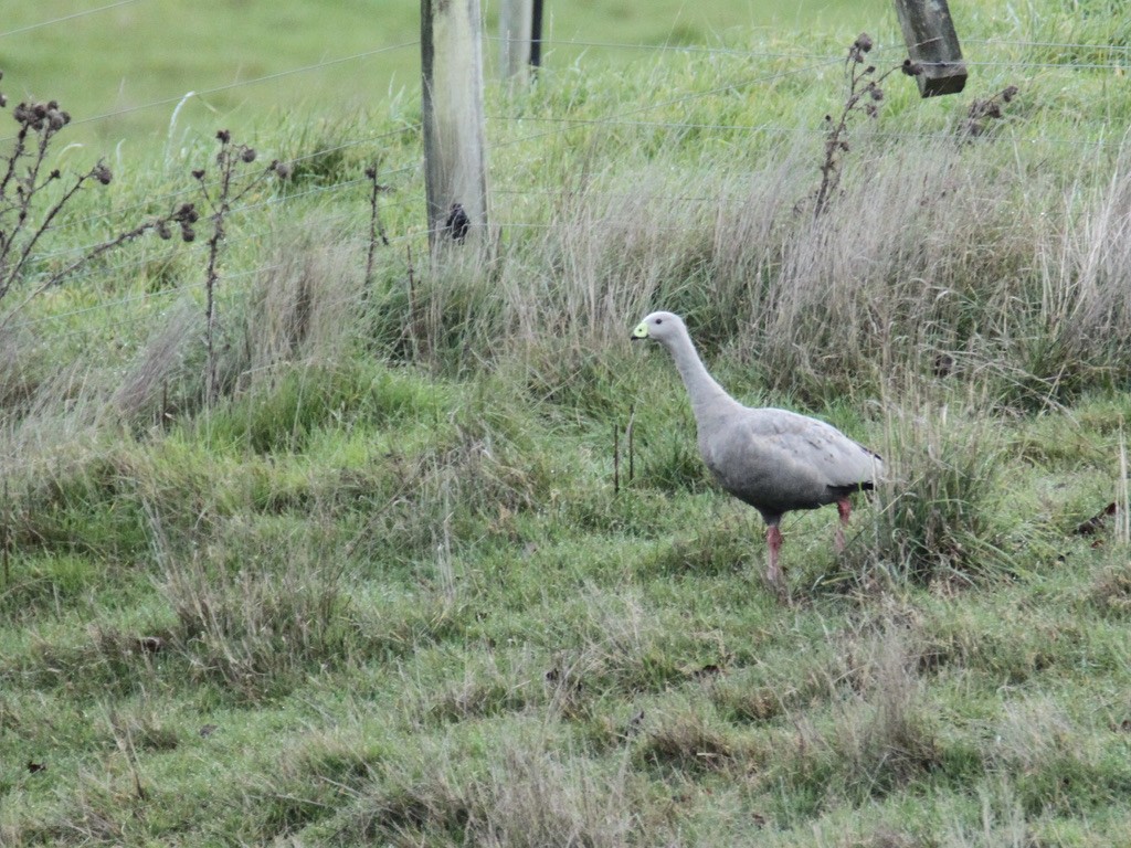 Куриный гусь - ML645432057