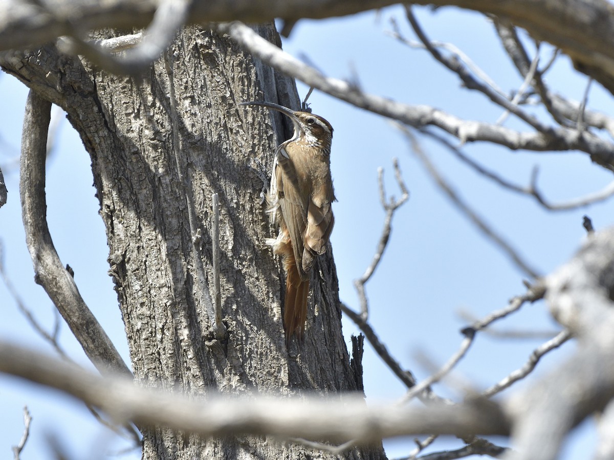 Саблеклювый древолаз - ML645432063