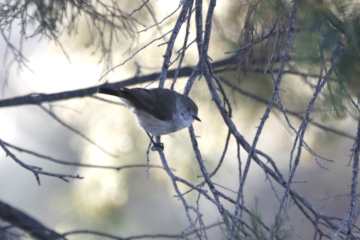 Рыжепоясничная шипоклювка - ML645432064