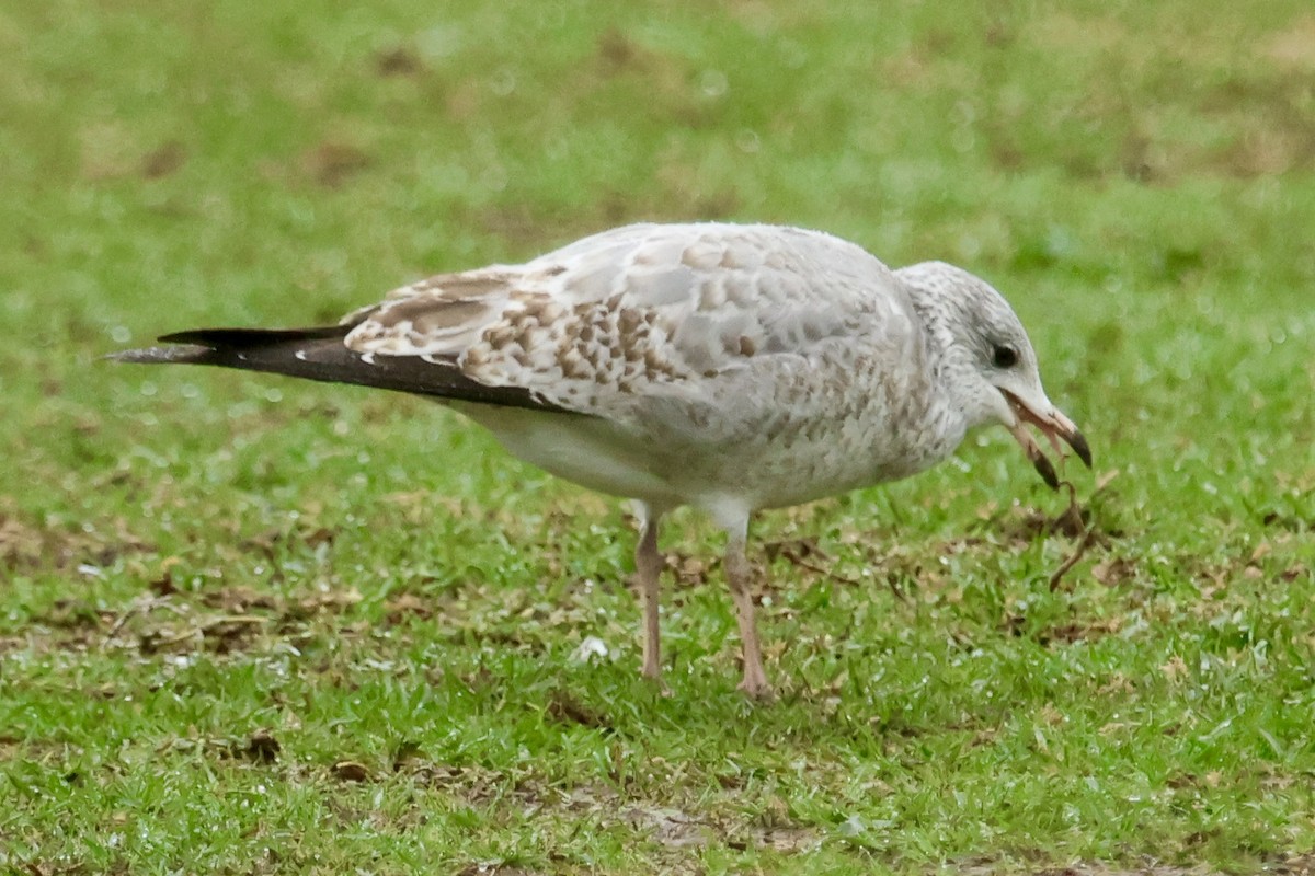 Делавэрская чайка - ML645432065