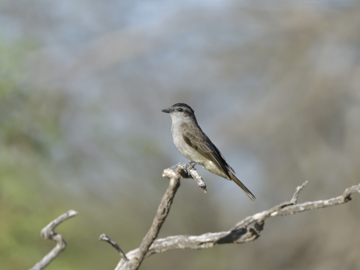 Аргентинский тиранн - ML645432068