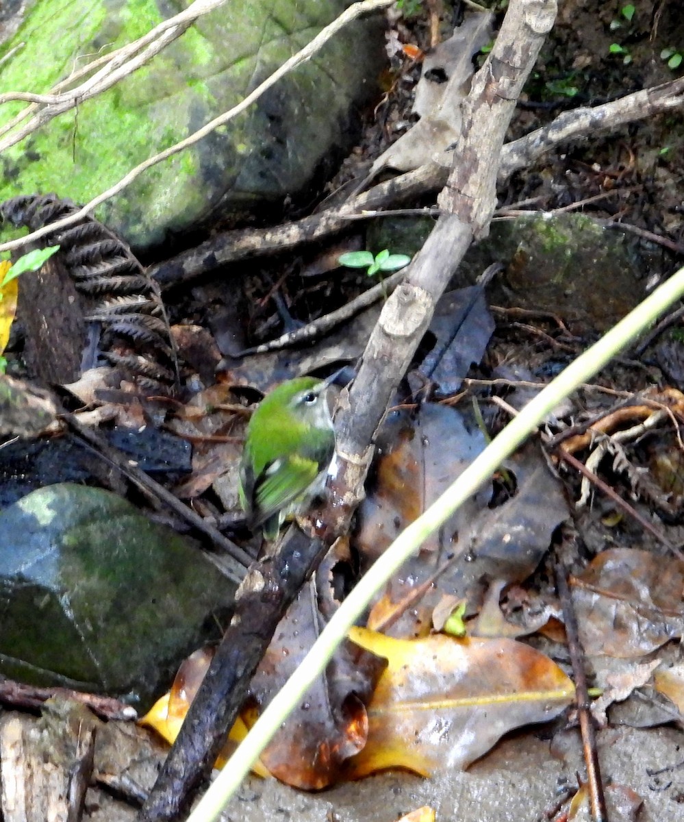 Зелёный стрелок - ML645432069