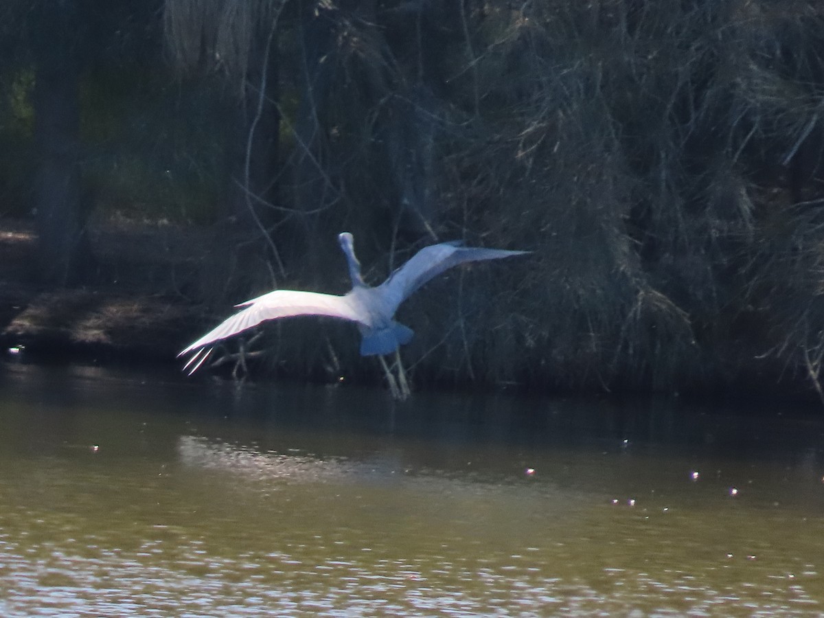 Белолицая цапля - ML645432070