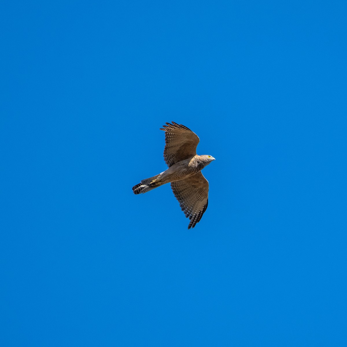 Бурый ястреб - ML645432071