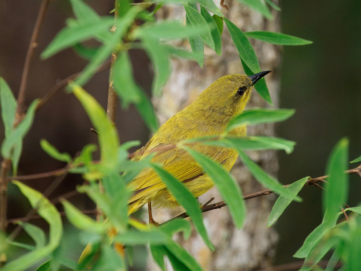 Жёлтый медосос - ML645432072