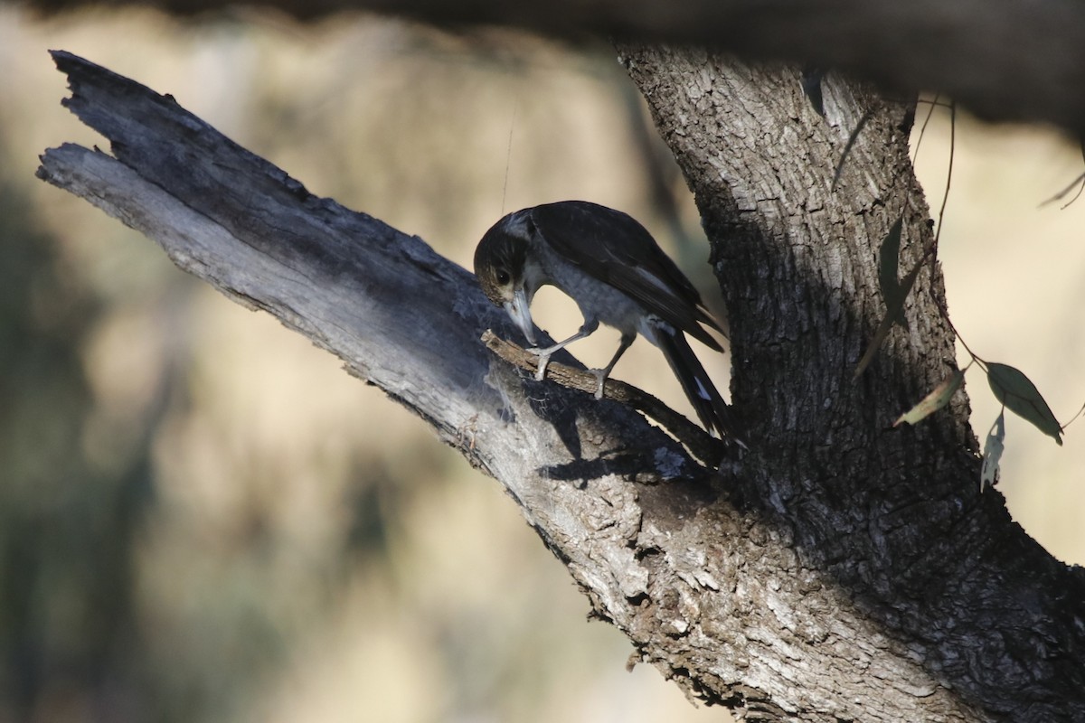 Серая флейтовая птица - ML645432075