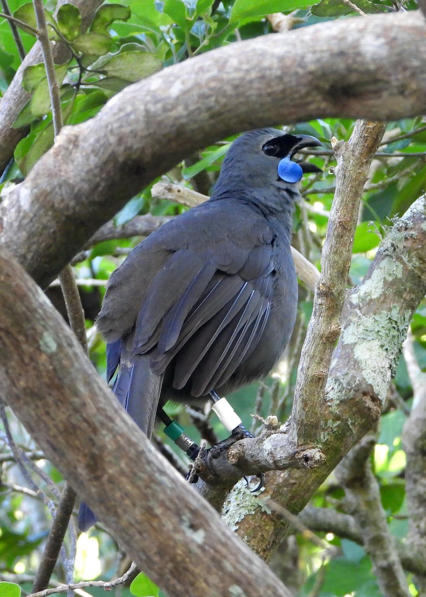 Северный кокако - ML645432077