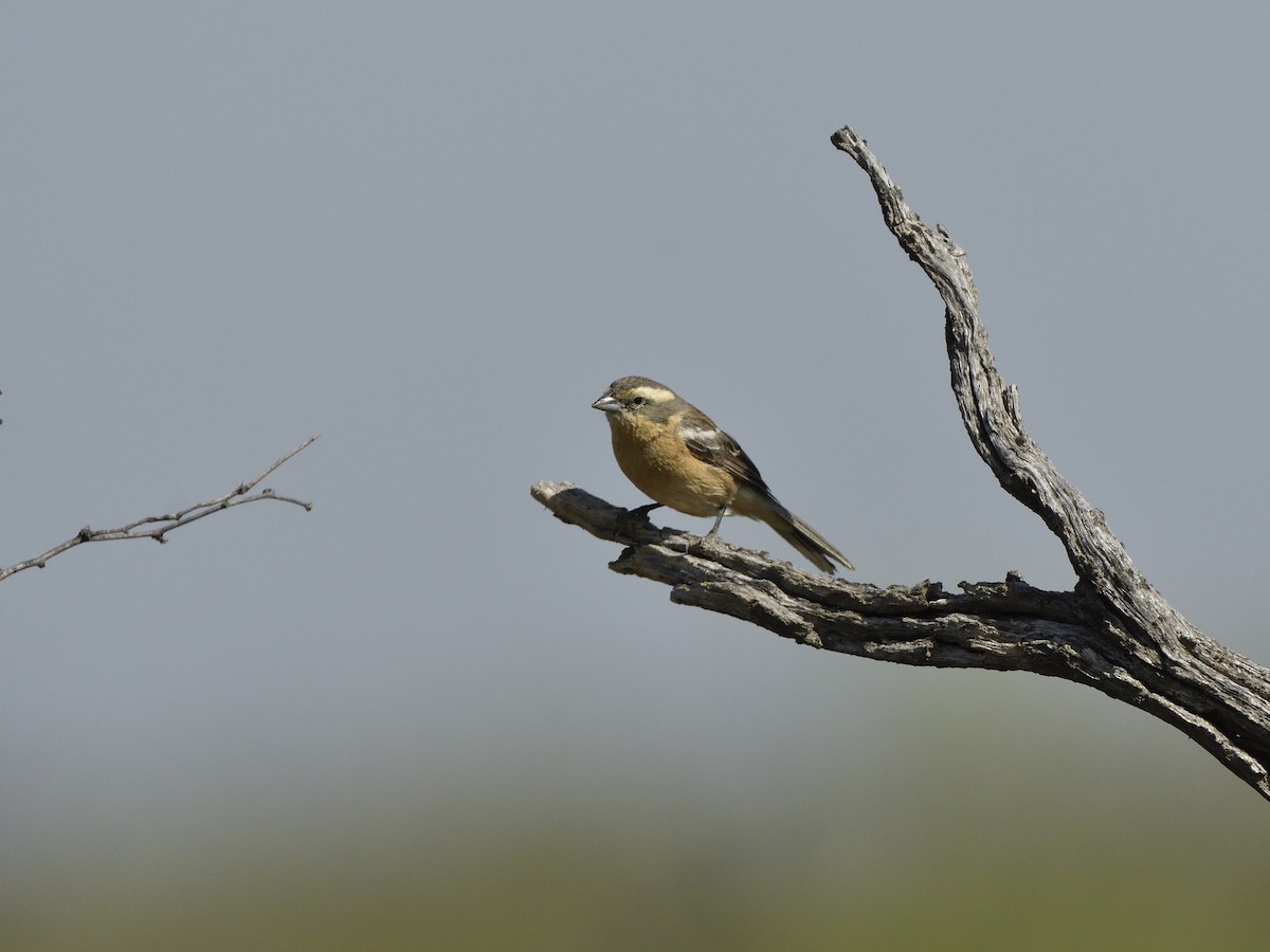 Украшенная монтерита - ML645432078