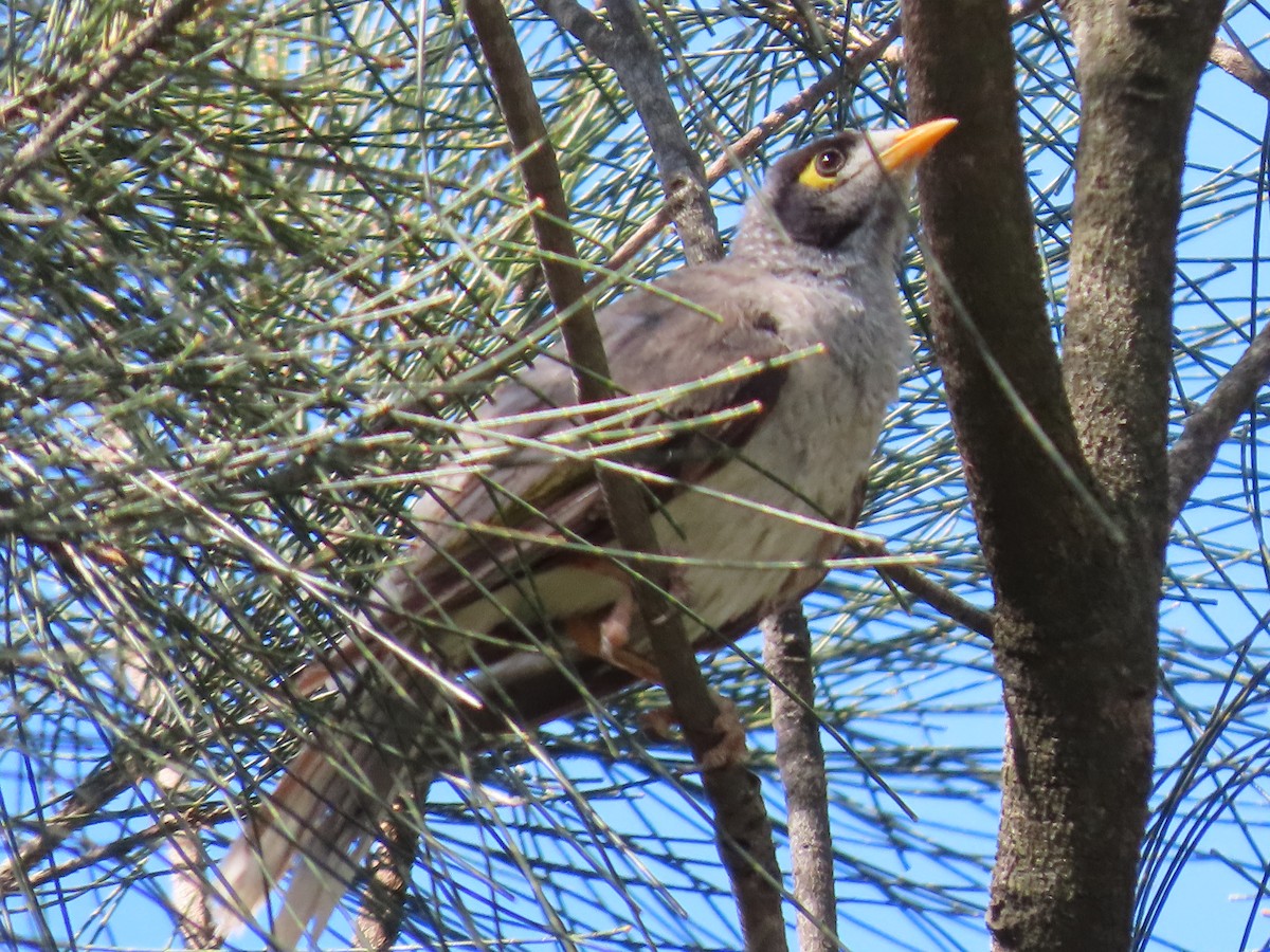 Черношапочная манорина - ML645432079