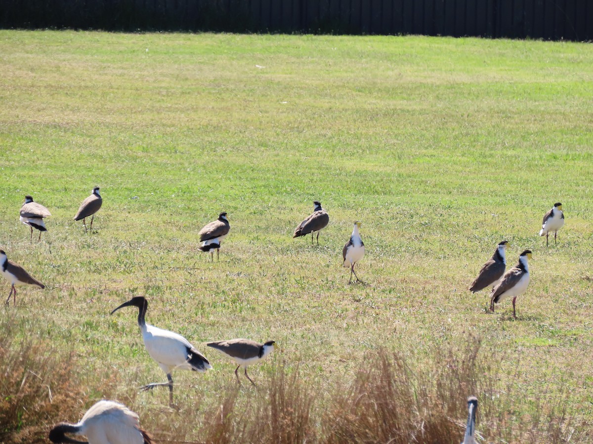 čejka australská - ML645432085