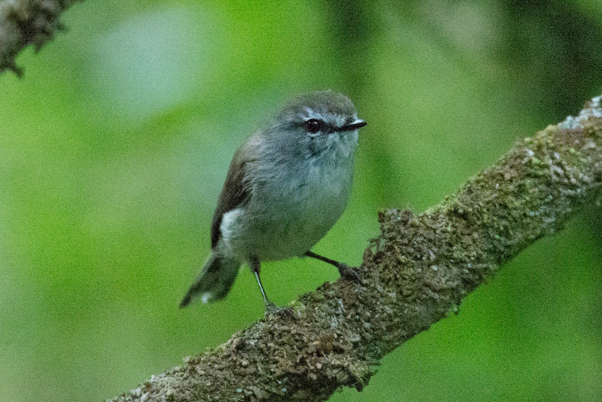 Brown Gerygone - ML645432086