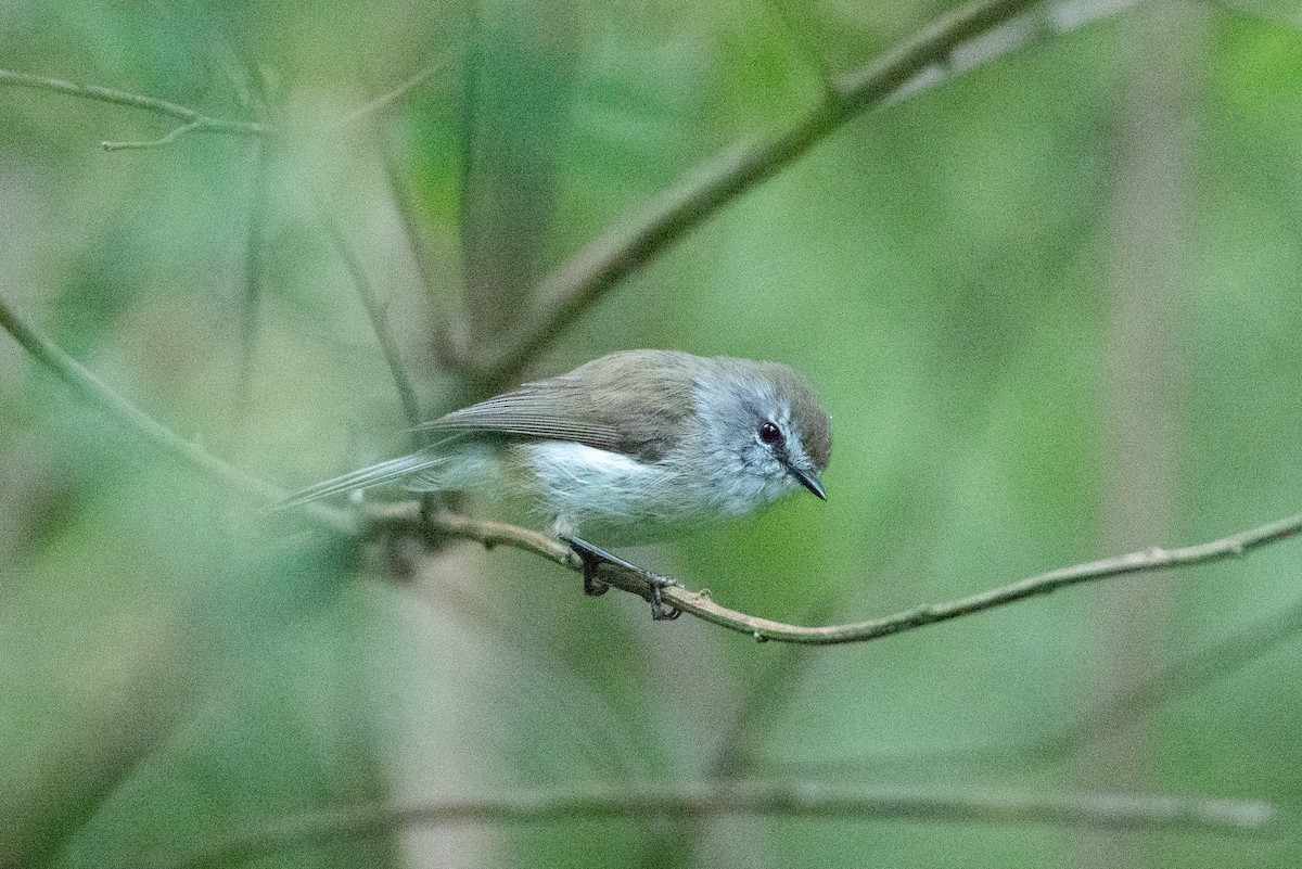 Brown Gerygone - ML645432087