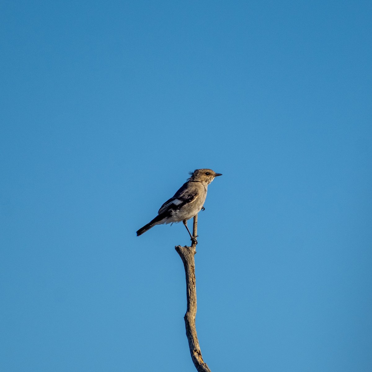 Hooded Robin - ML645432088