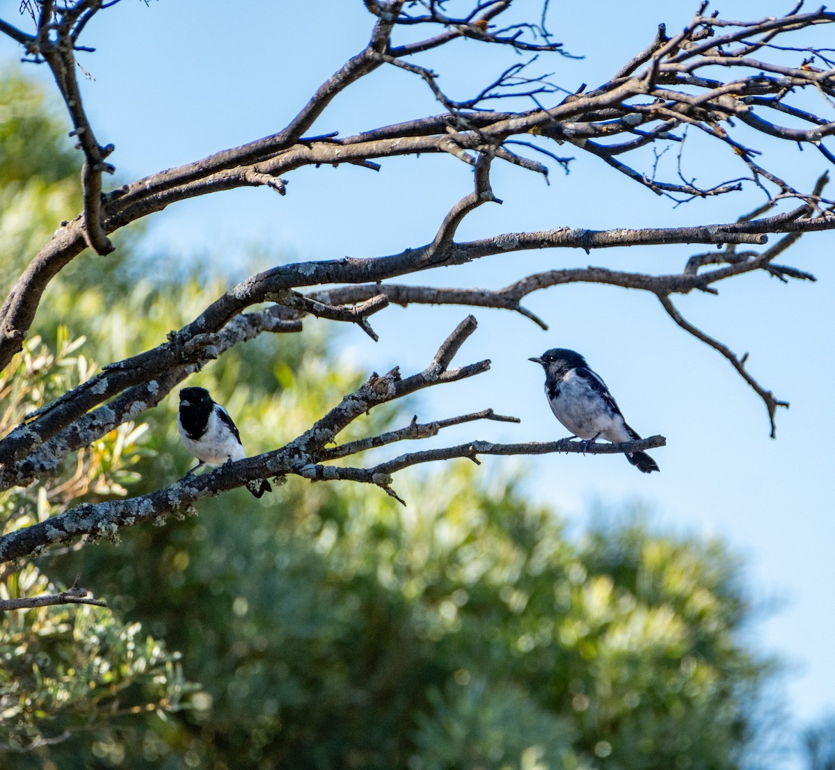 Hooded Robin - ML645432089