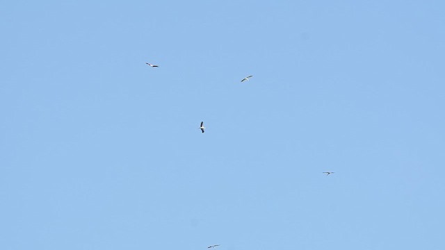 Лелека далекосхідний - ML645432090