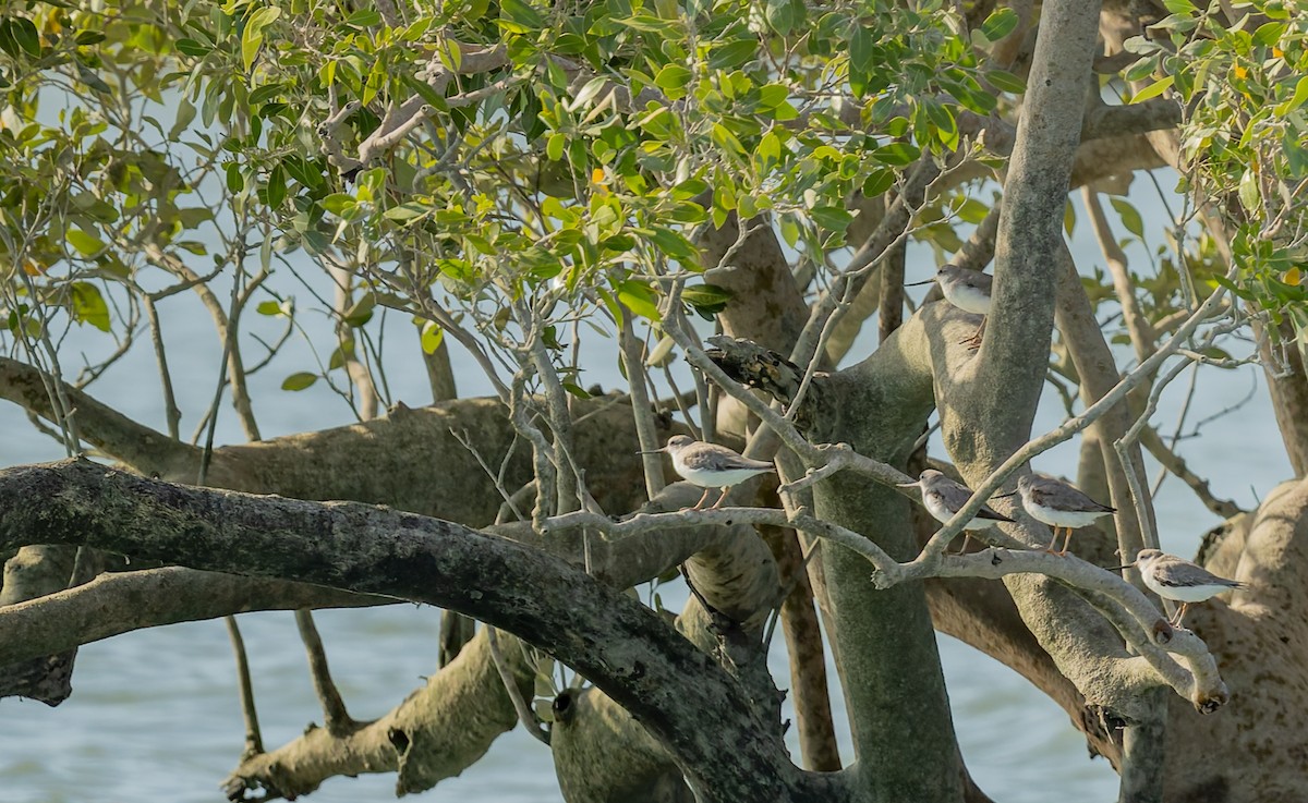 Terek Sandpiper - ML645432104