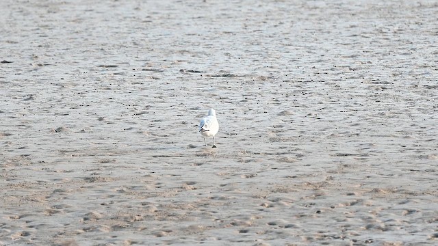 Мартин реліктовий - ML645432106