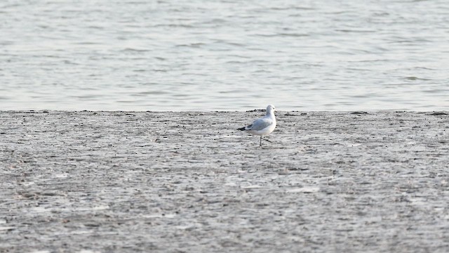 Мартин реліктовий - ML645432107