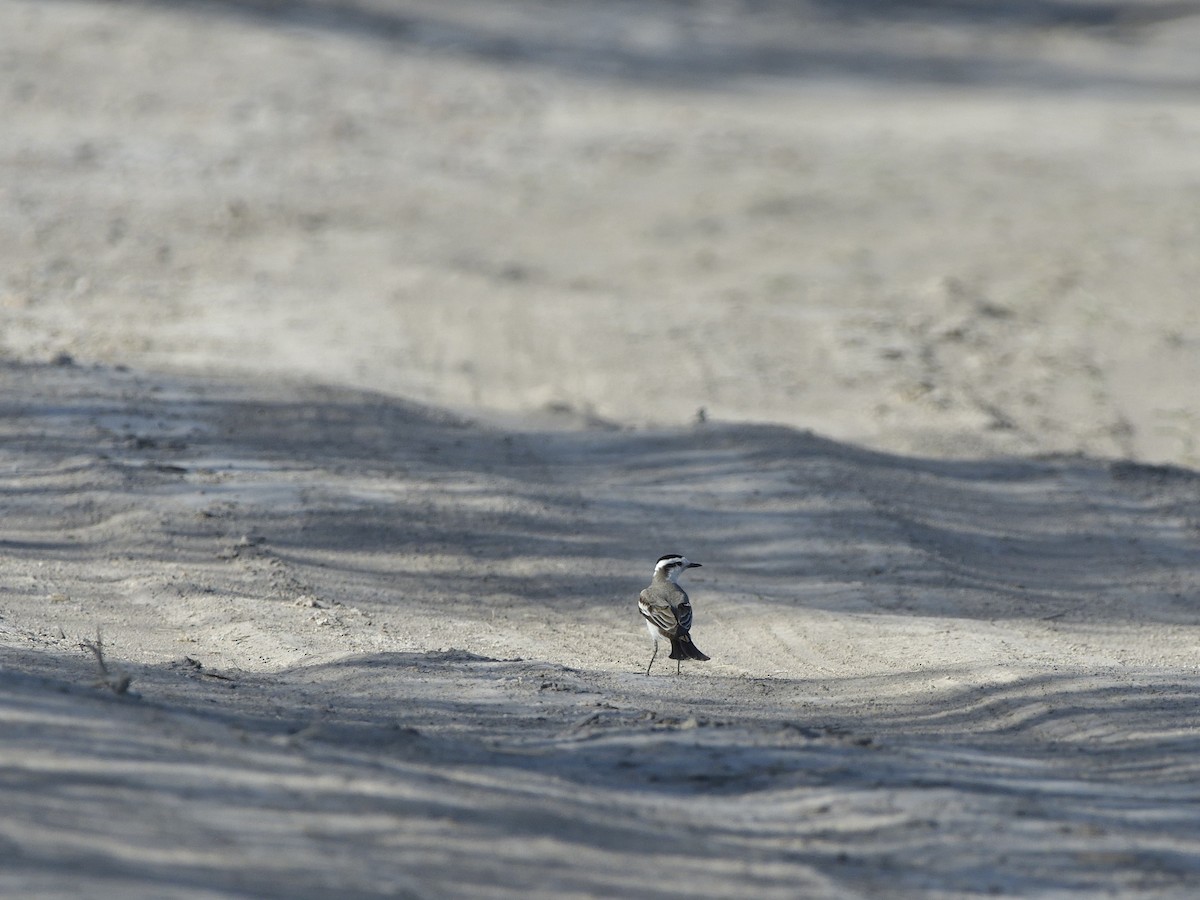 Black-crowned Monjita - ML645432132