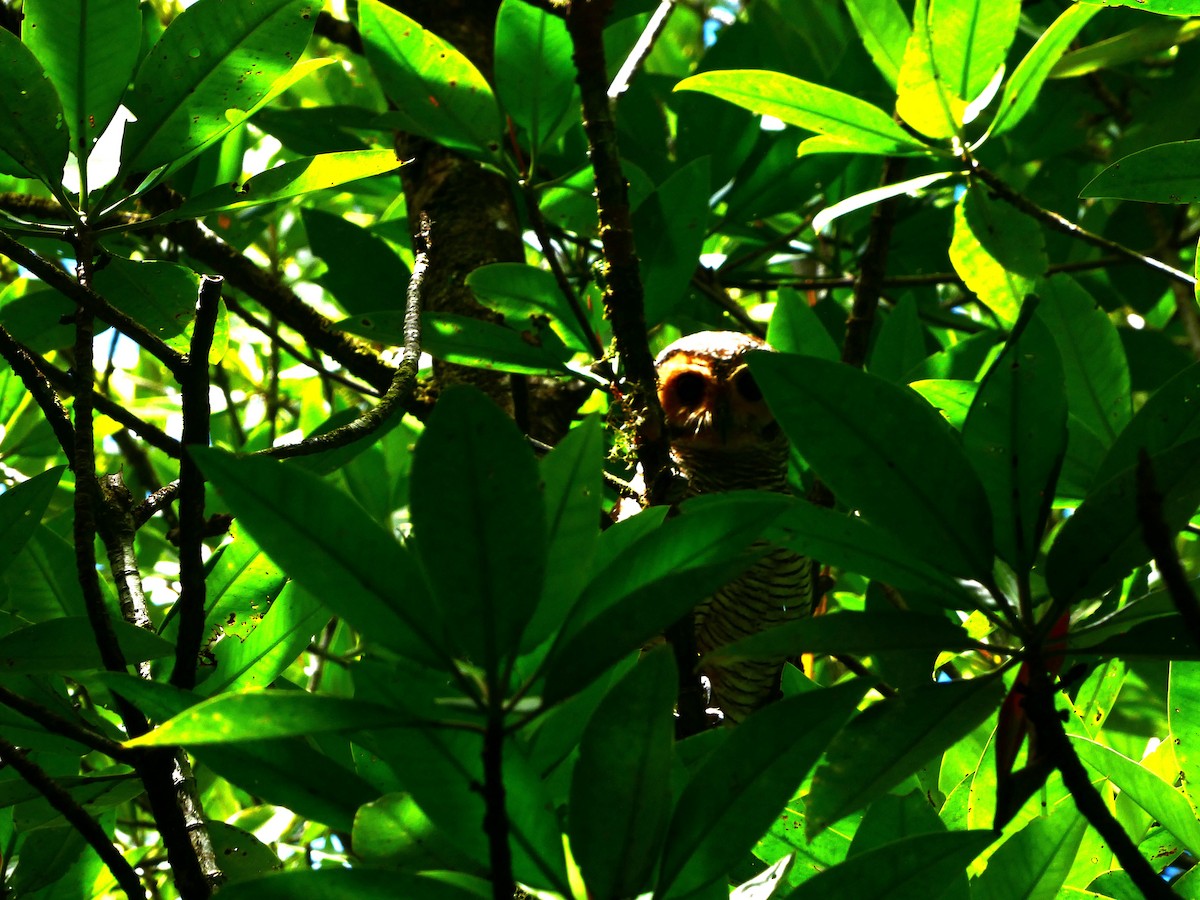 Spotted Wood-Owl - ML645432141