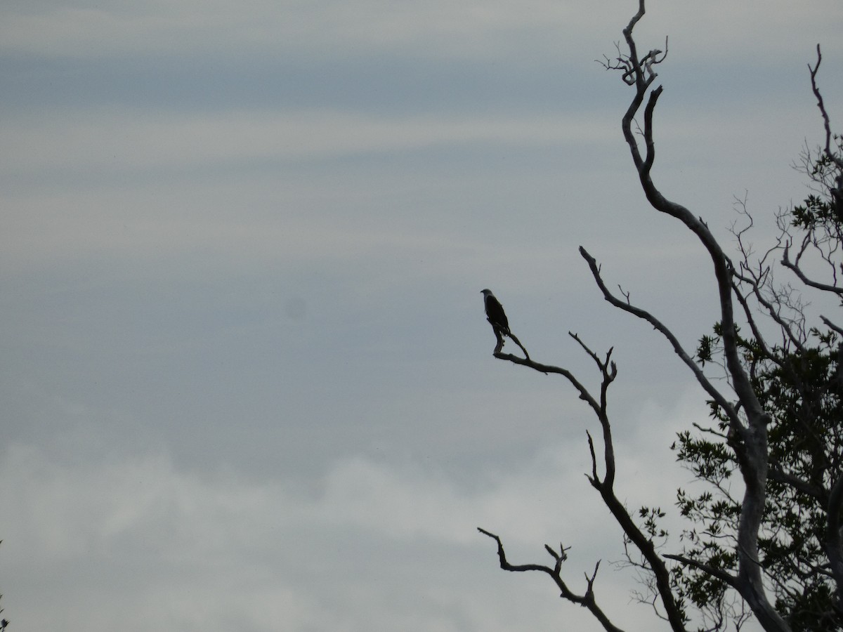 栗鳶 - ML645432148