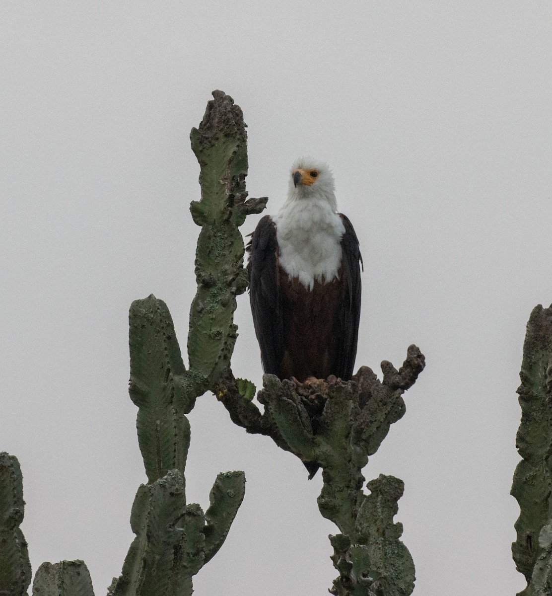 flodørn - ML645432156