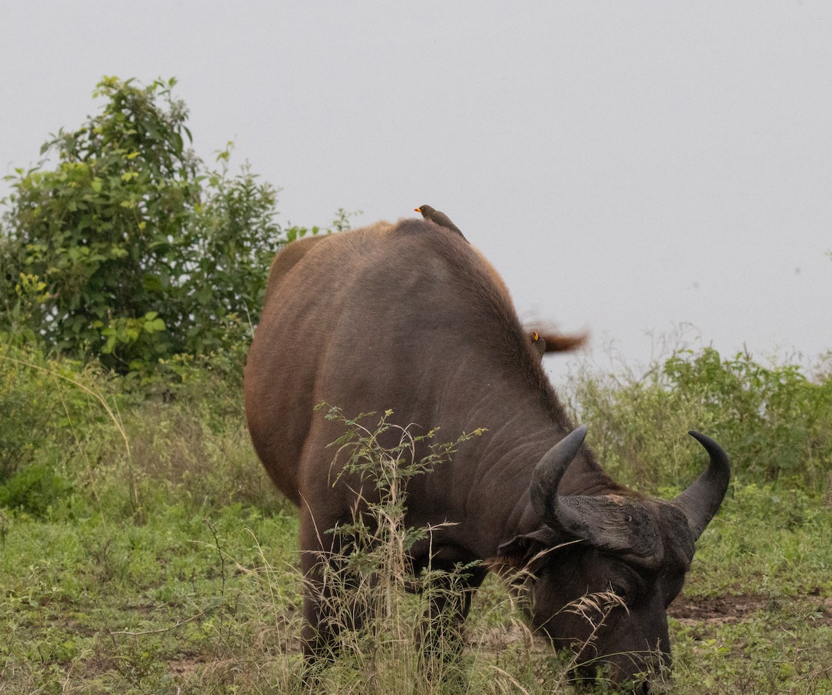 Yellow-billed Oxpecker - ML645432157