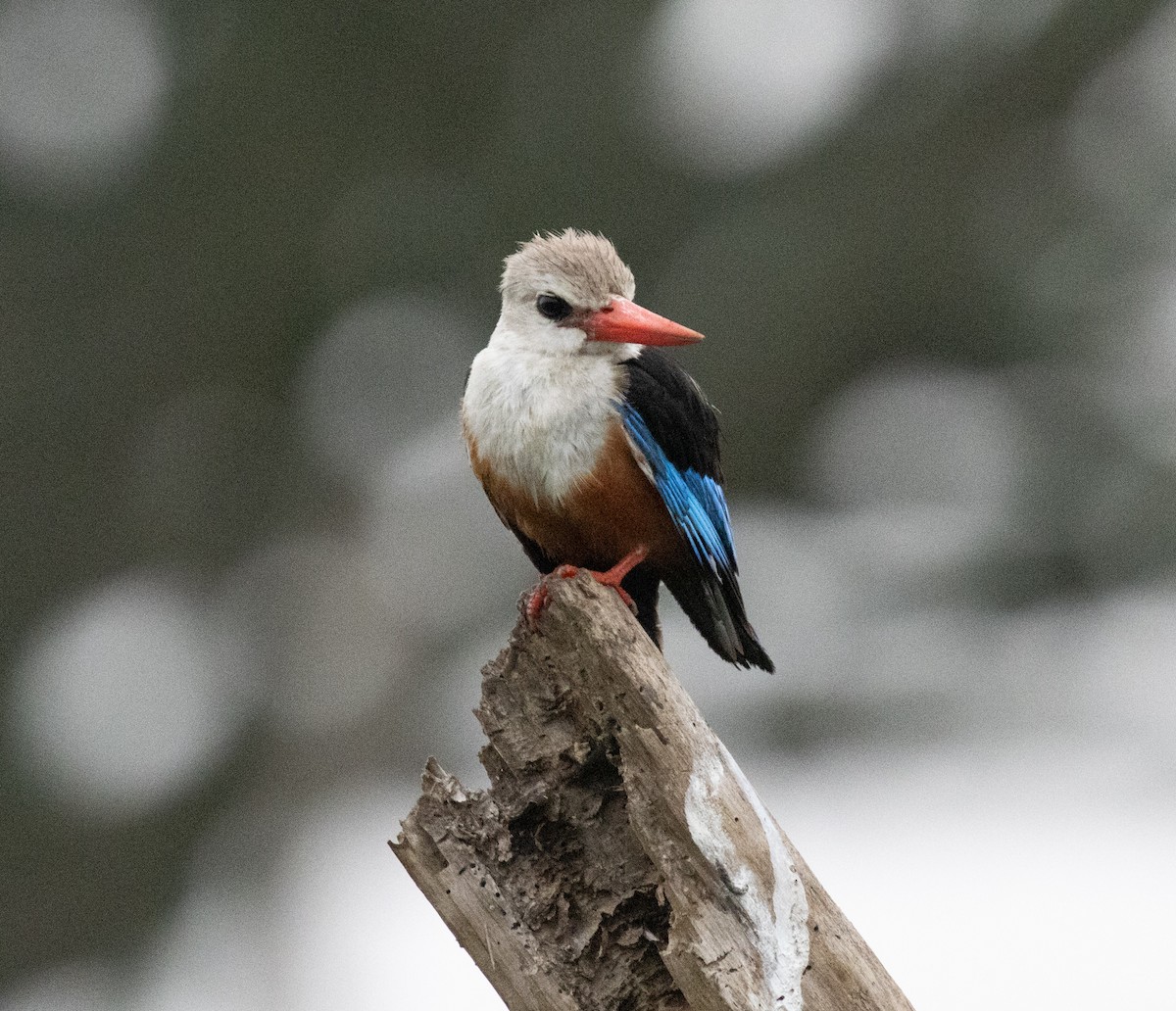Martin-chasseur à tête grise - ML645432177
