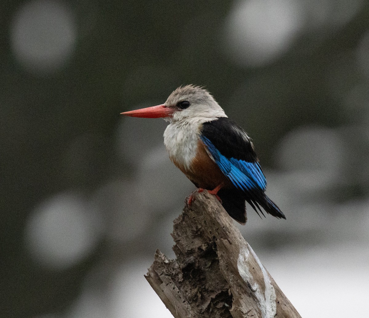 Martin-chasseur à tête grise - ML645432178