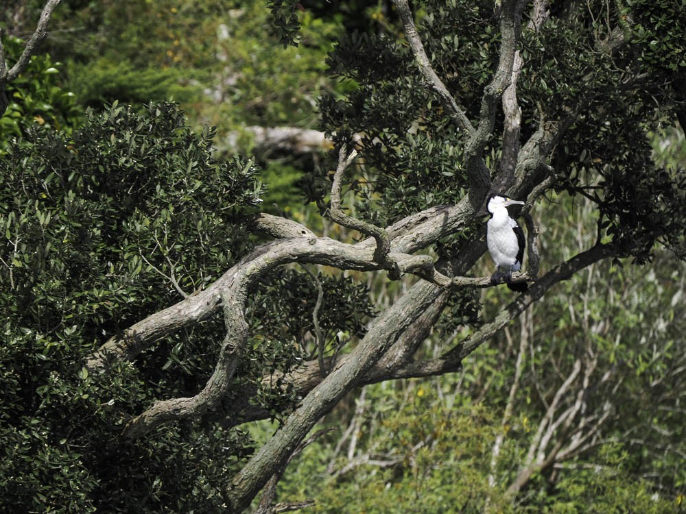 Pied Cormorant - ML645432187