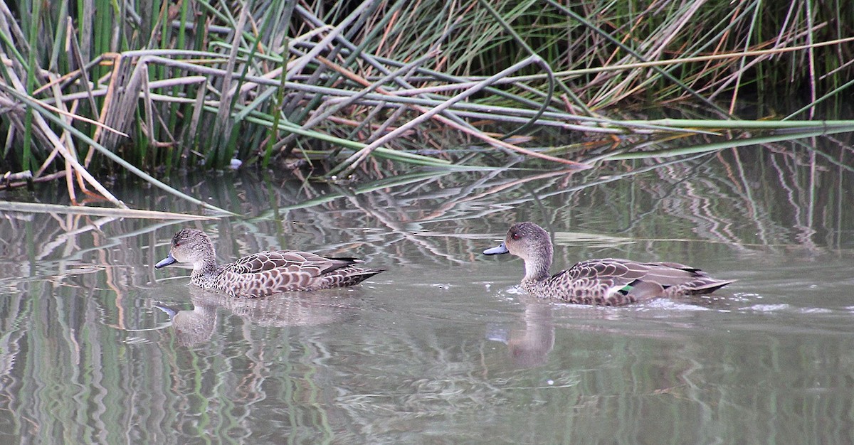 Gray Teal - ML645432188