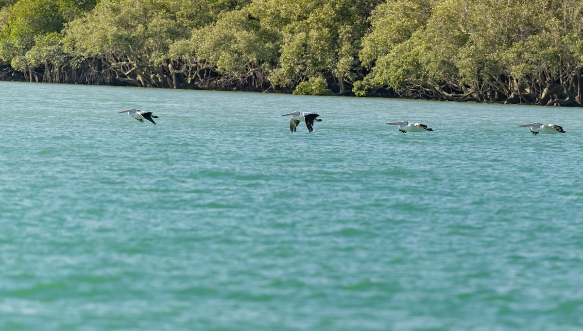 Australian Pelican - ML645432190