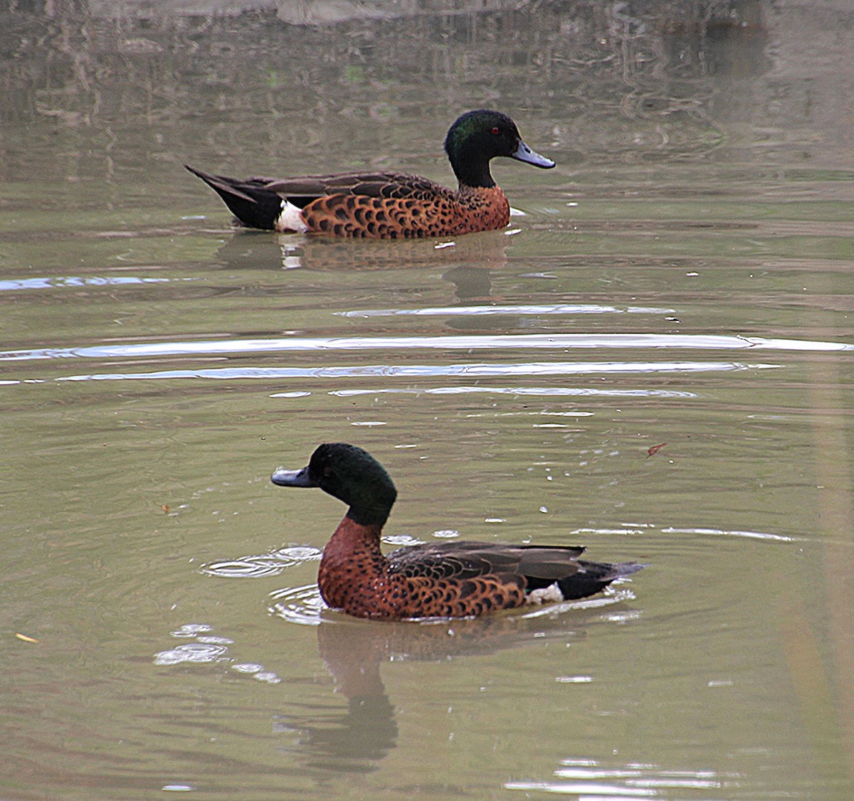 Chestnut Teal - ML645432191