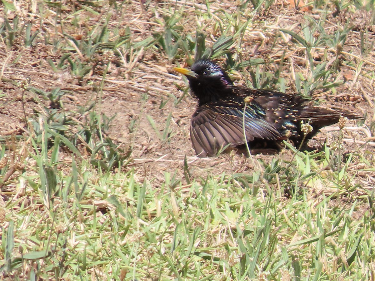 זרזיר מצוי - ML645432192