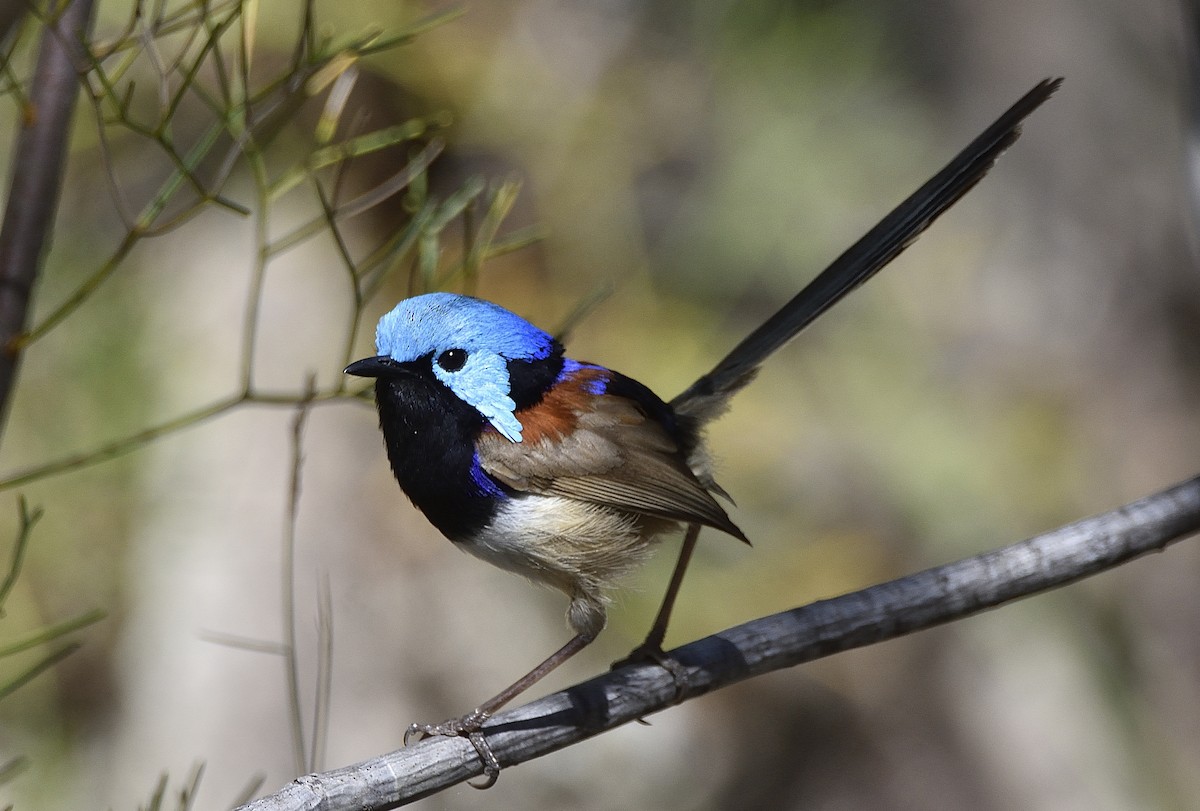 Variegated Fairywren - ML645432193