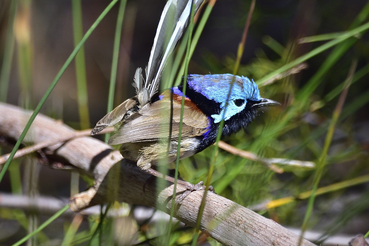 Variegated Fairywren - ML645432194