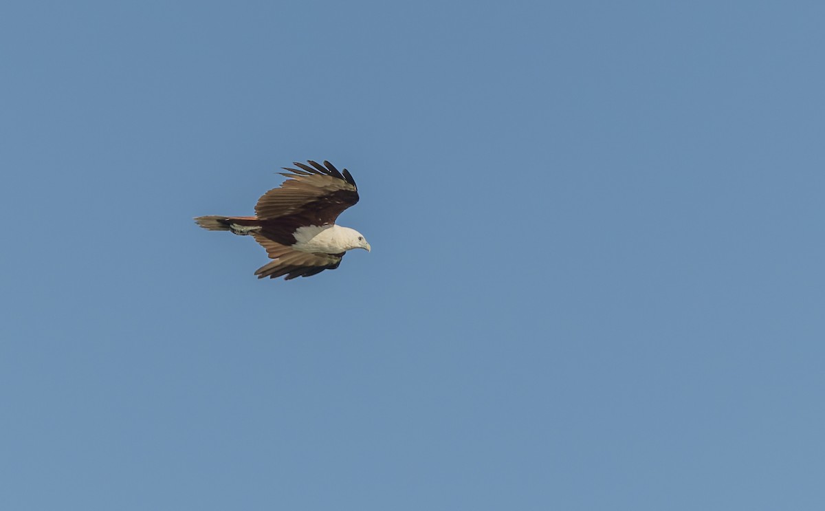 Brahminy Kite - ML645432195