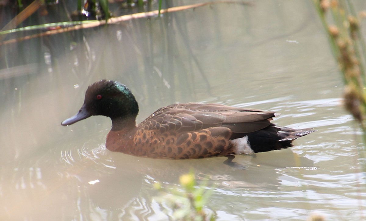 Chestnut Teal - ML645432196