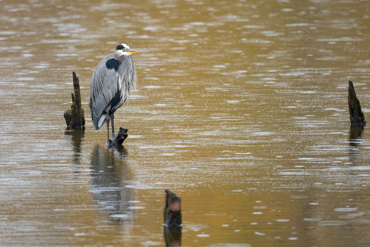 אנפה אמריקנית - ML645432197