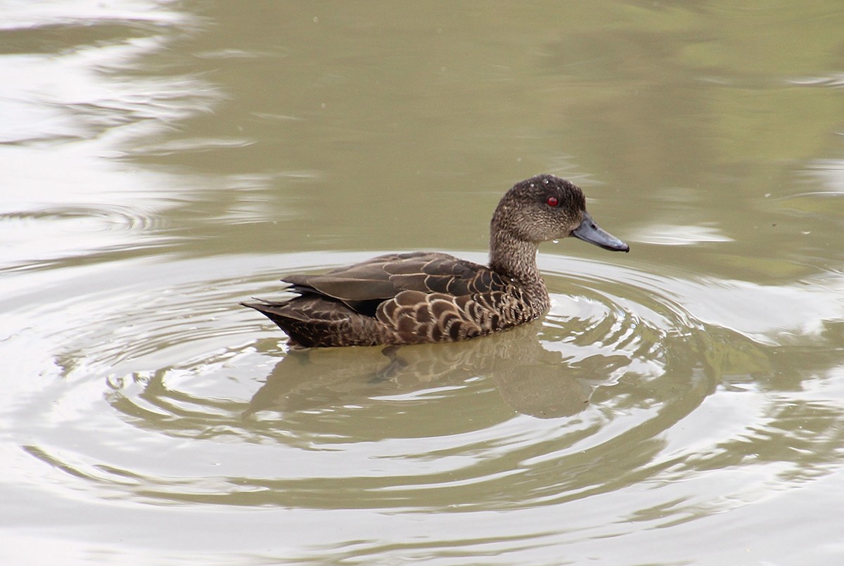 Chestnut Teal - ML645432198