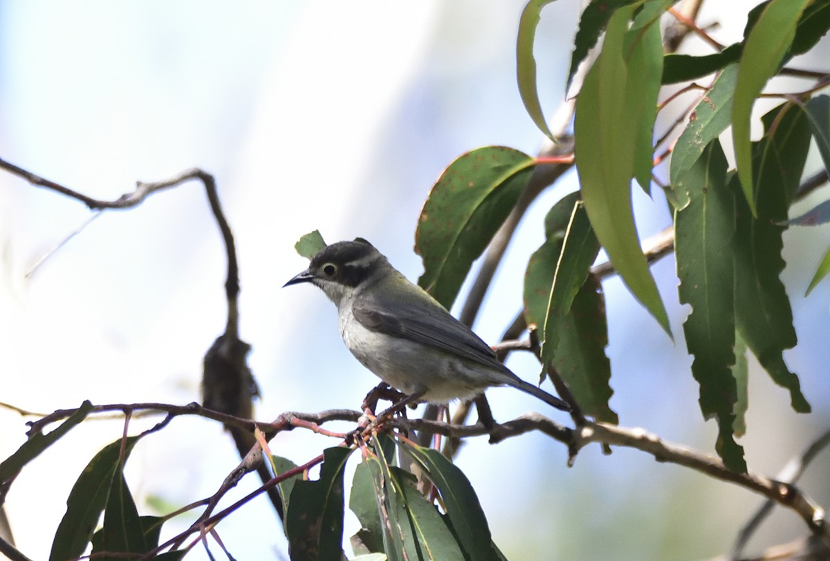 Brown-headed Honeyeater - ML645432199