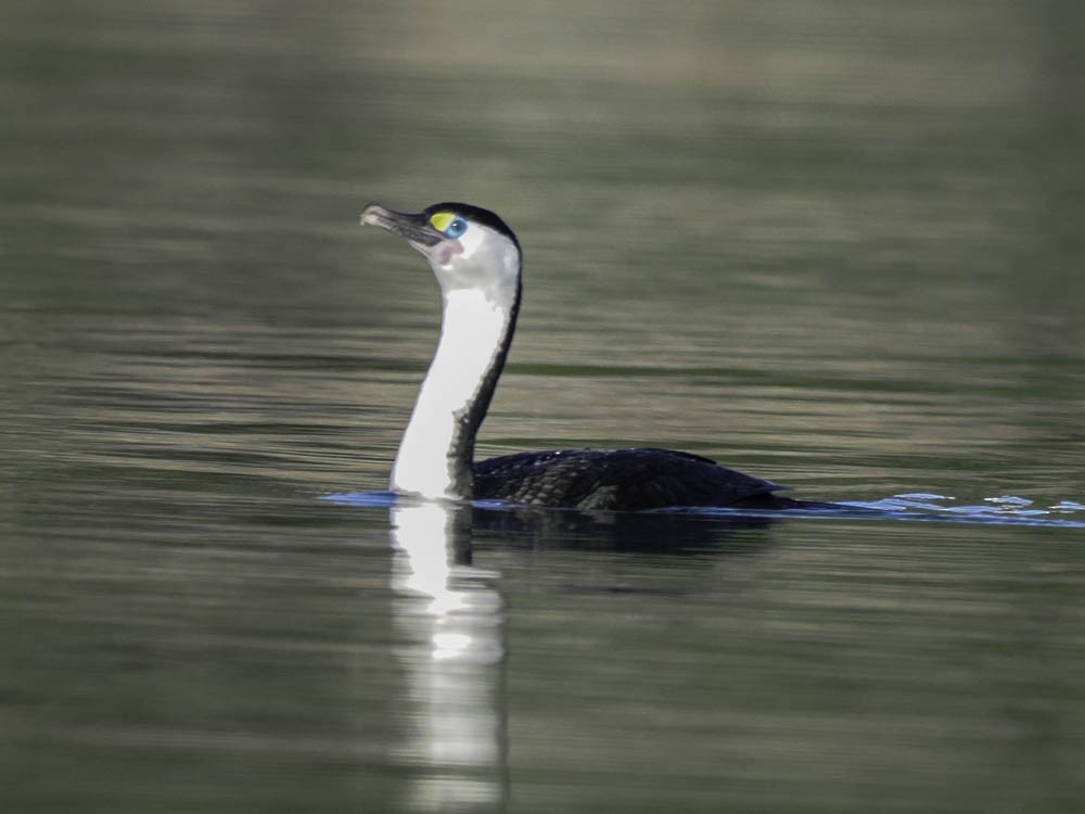 Pied Cormorant - ML645432200
