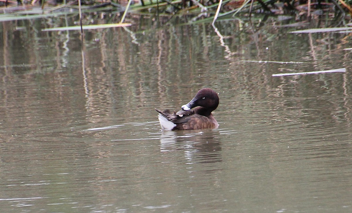 Hardhead - ML645432201