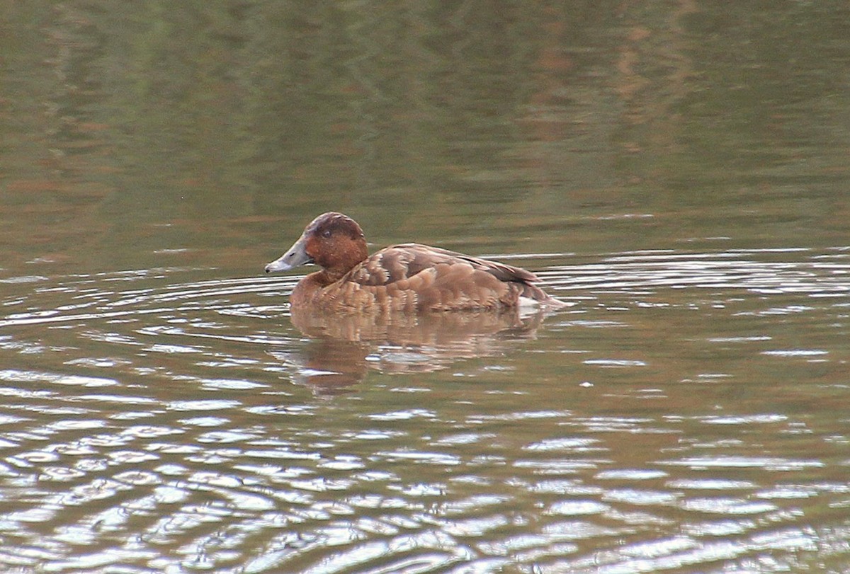 Hardhead - ML645432202