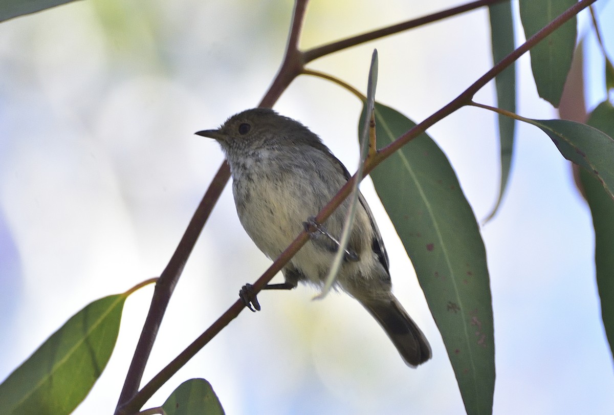Brown Thornbill - ML645432204