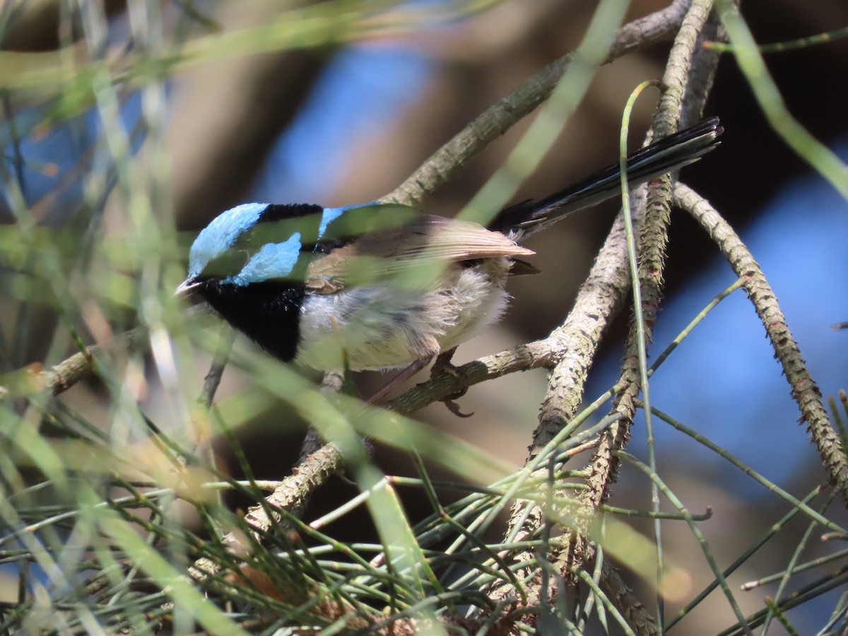 Superb Fairywren - ML645432205