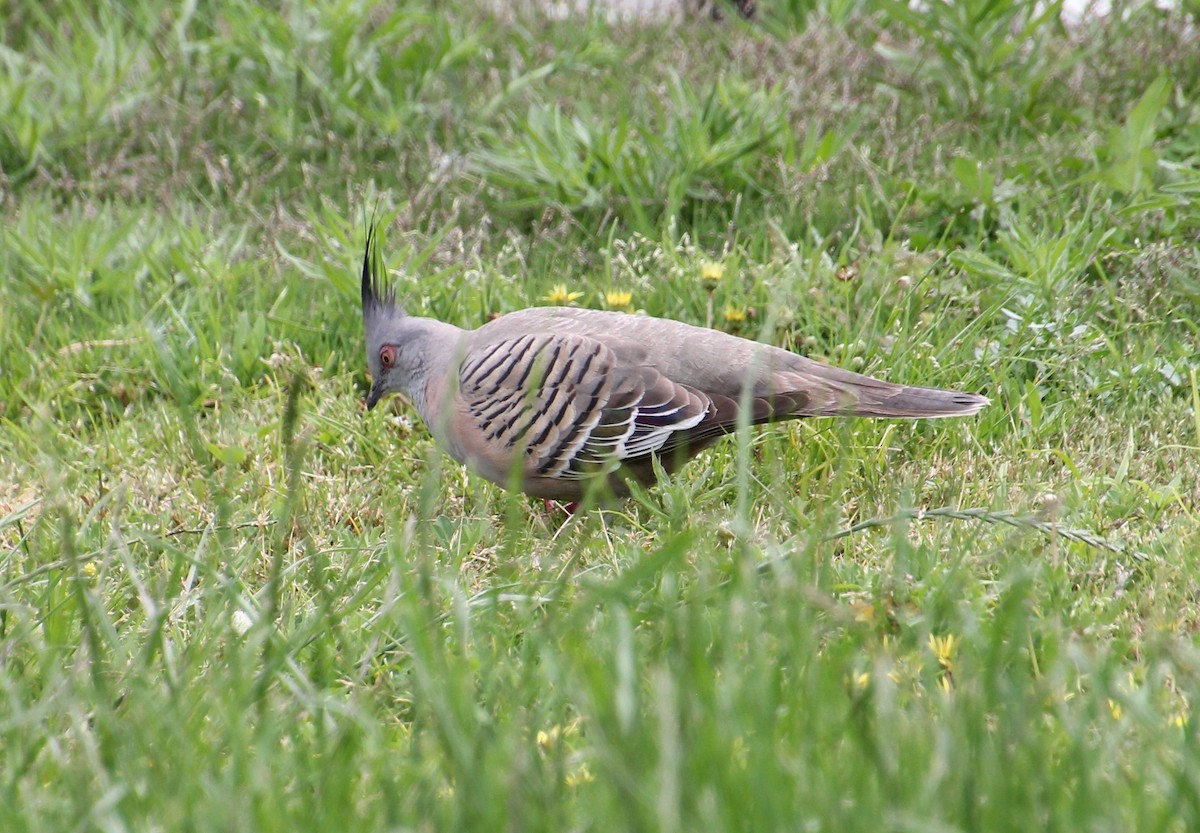 Crested Pigeon - ML645432206