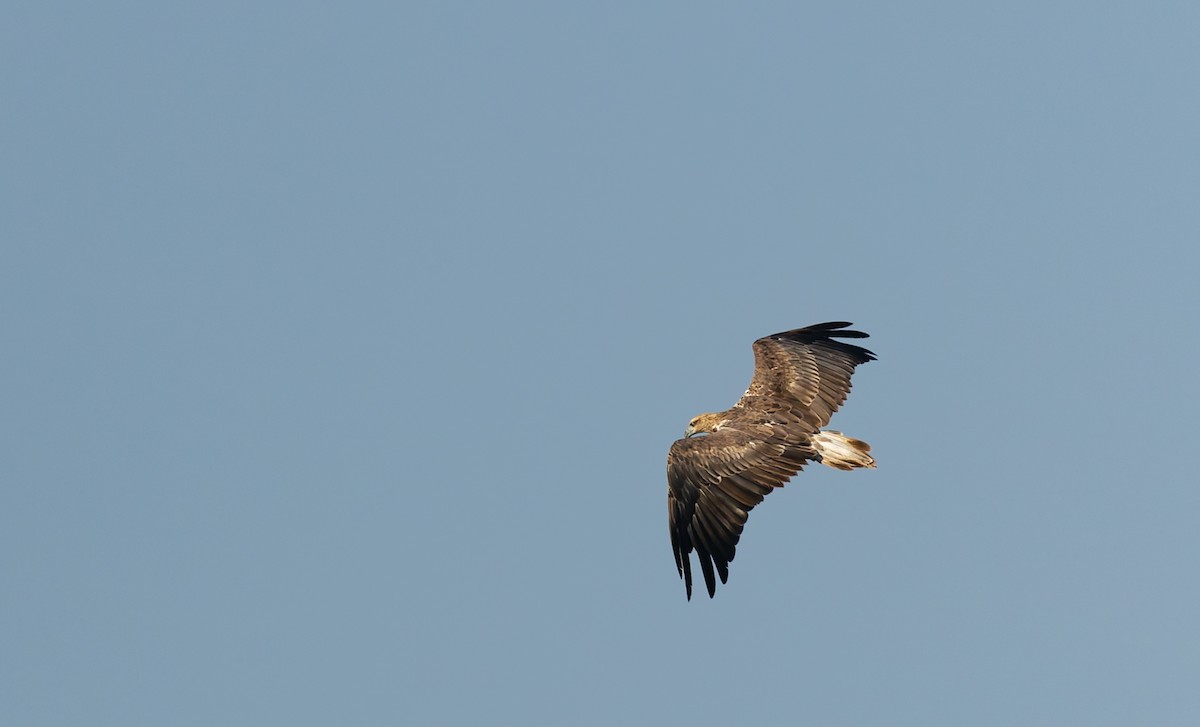 עיטם לבן-גחון - ML645432207