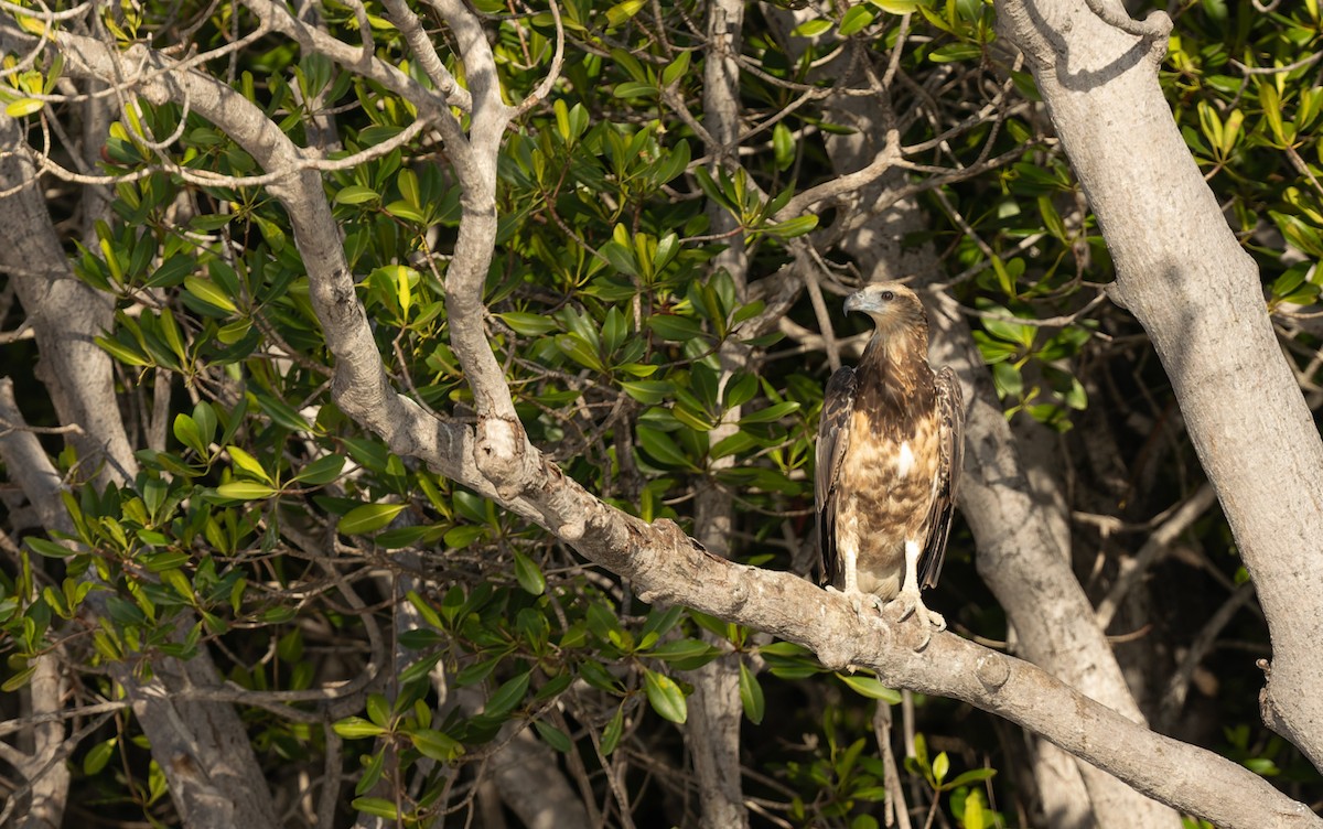 עיטם לבן-גחון - ML645432208
