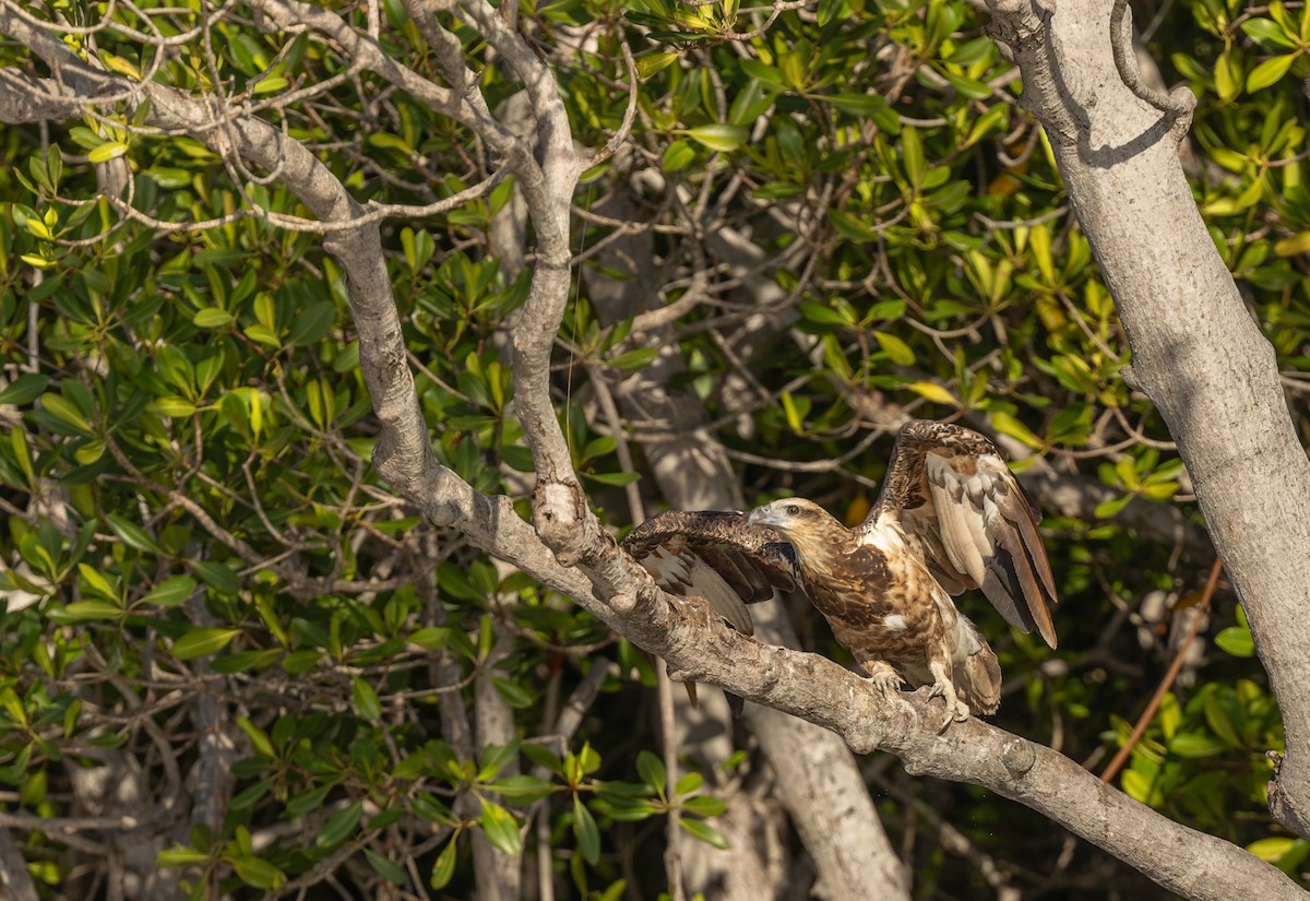 עיטם לבן-גחון - ML645432209